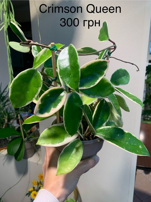 Хойя  доросла Epc - 1002 Krimson Queen Buotii