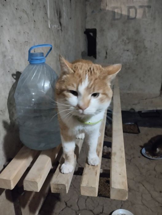 Найден рыже-белый кот, Одесская