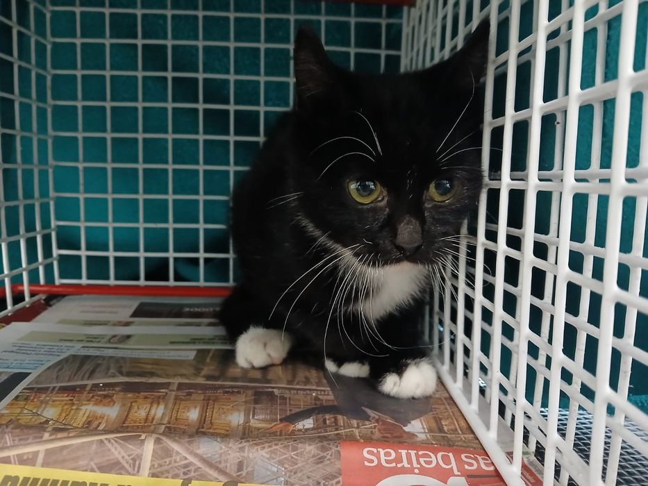 Musgo - gatinho bebe para adoção responsável