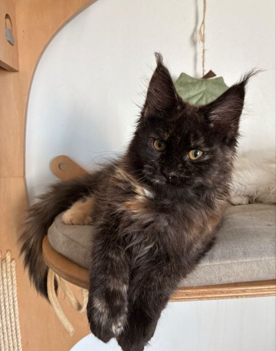 Kotka Maine Coon szylkretka