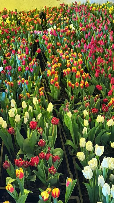 Тюльпаны у горшиках Власне ВИРОЩУВАННЯ