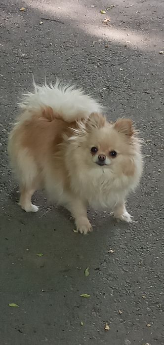 Мальчик той шпиц 3 мес.