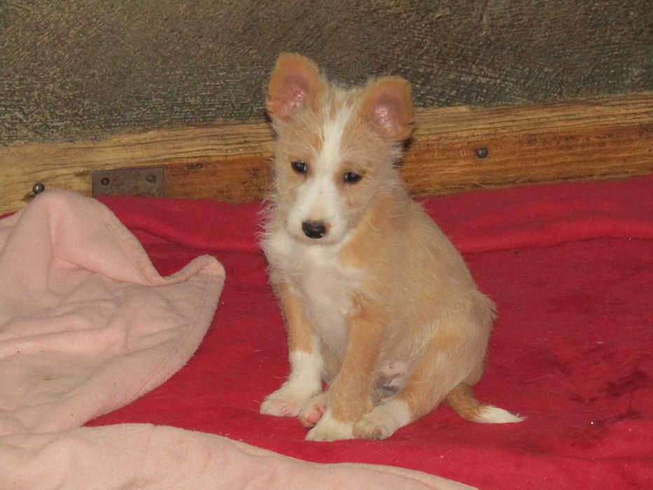 Podengo Português Médio Cerdoso LOP/Pedigree/Afixo.