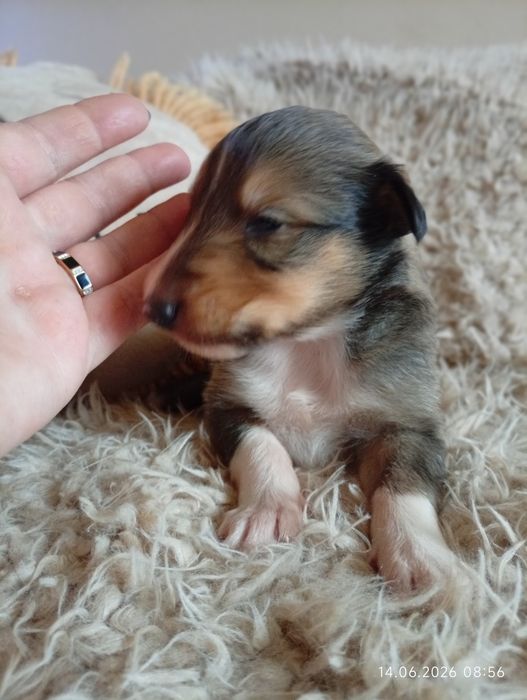 Owczarek szkocki collie