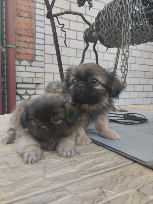 Продам цуценят Пекінесиків