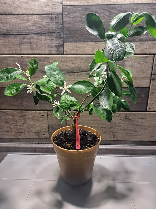 Квітучий Каламондин (мандарин)