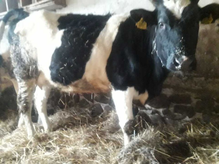 Sprzedam 6 jałówek wysokocielnych