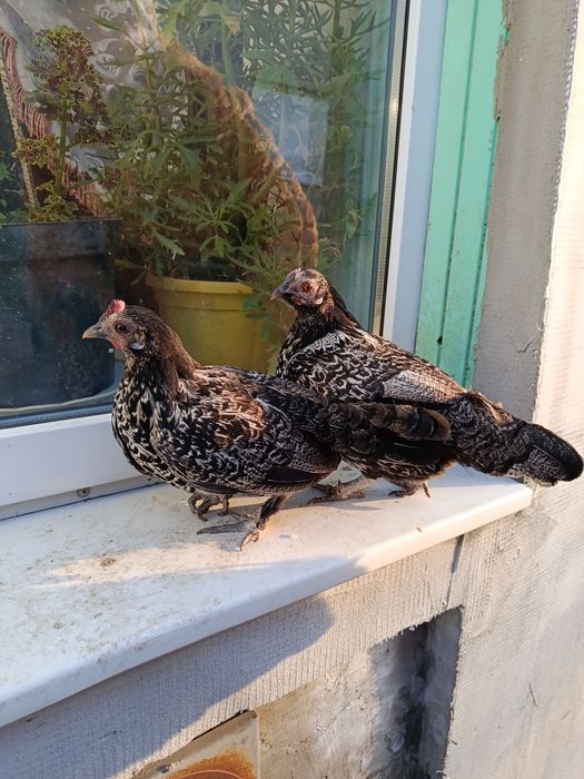 Инкубационное яйцо лилипутов