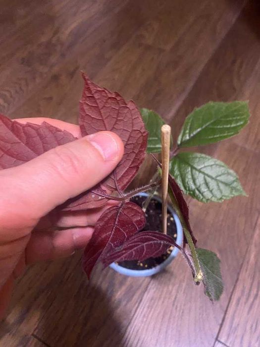 Cissus adenopoda, Цисус