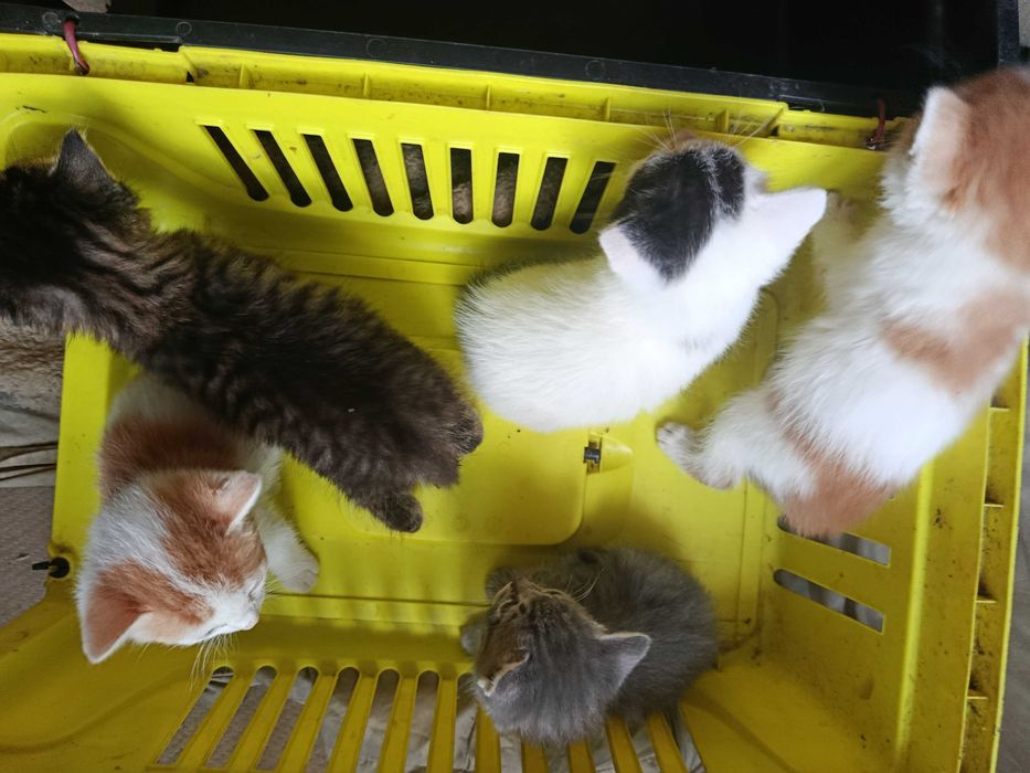 Котята в хорошие руки