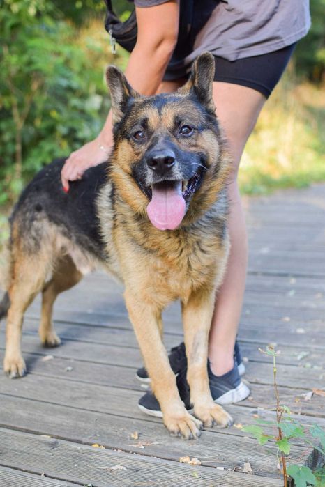 Piękny Azot czeka na dom