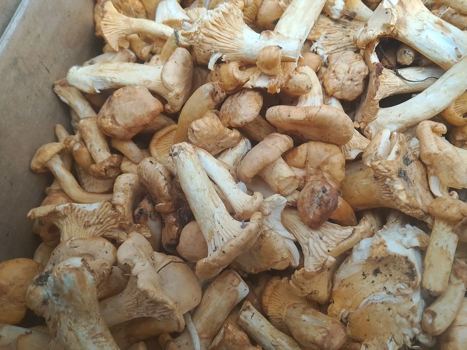 Witam sprzedam grzyby kurki 15kg