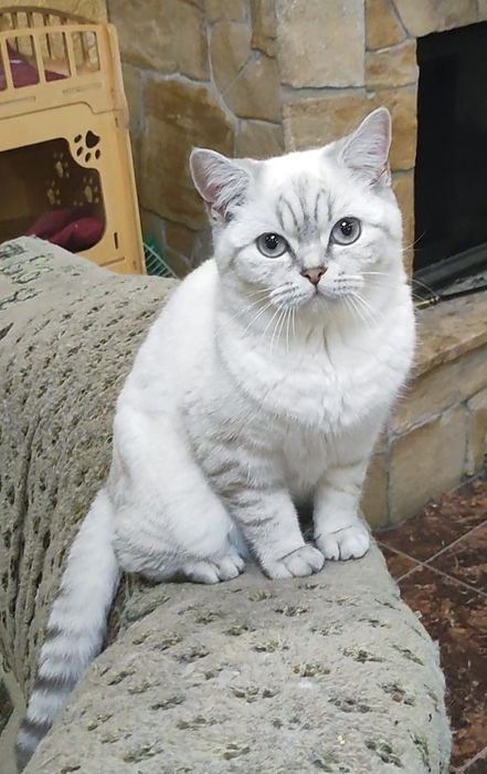 Мальчик шиншилла поинт