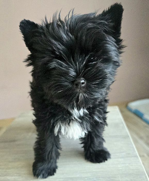 Yorshire terrier piesek