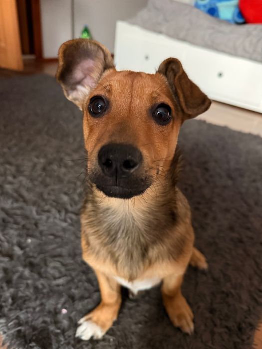 Oddam pieska w dobre ręce