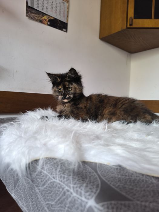 Kotka o wyjątkowym umaszczeniu