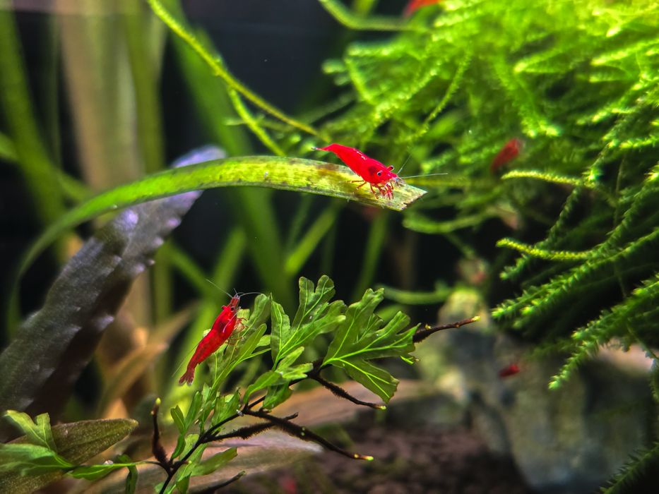 Krewetki Neocaridina Bloody Mary