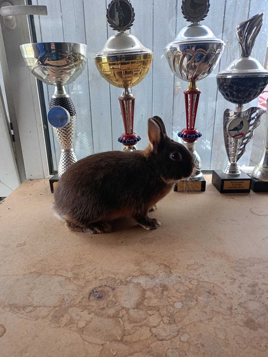 Sprzedam karzełki niderlandzkie podpalane