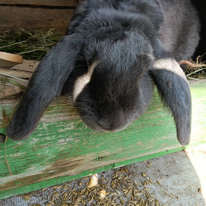 Króliki barany francuskie