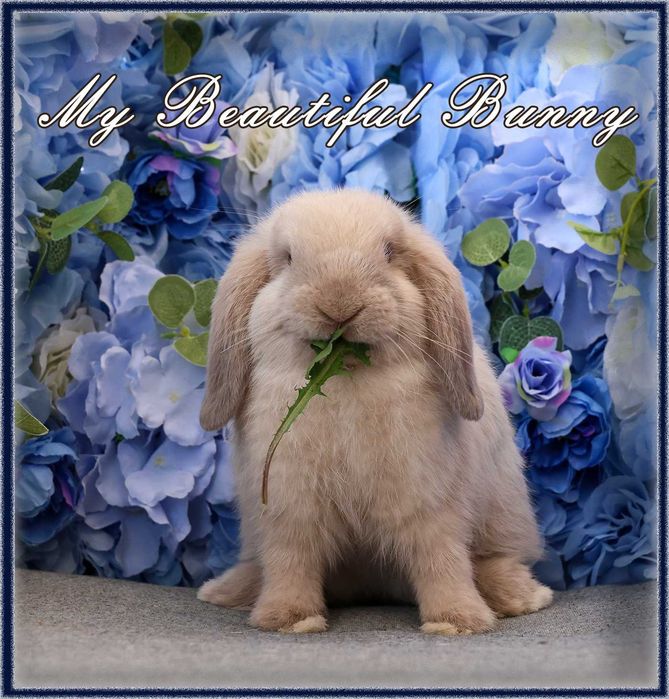Młody Piękny Króliczek 100% Mini Lop - Sallander