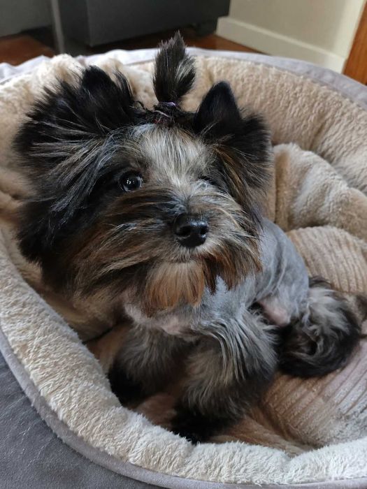 Yorkshire terrier Chłopczyk Natan