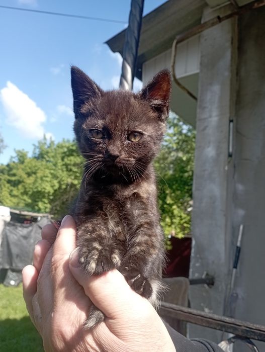 Котята в добрі руки