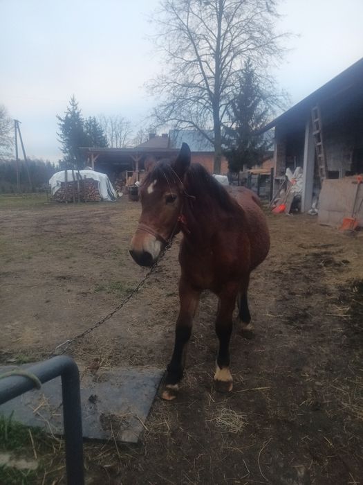 Sprzedam Zrębice pół perszeron