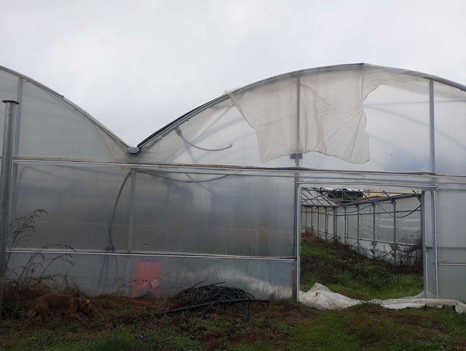 Estufa agrícola com 2100m2