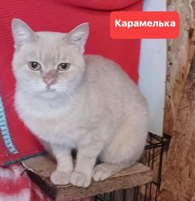 Карамелька шукає дім! 1-1,5 роки. Стерилізована