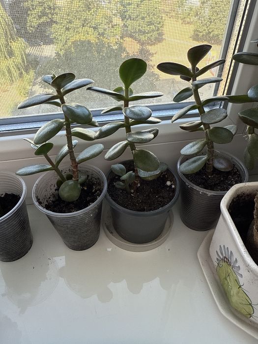 Красула, товстянка (грошове дерево)