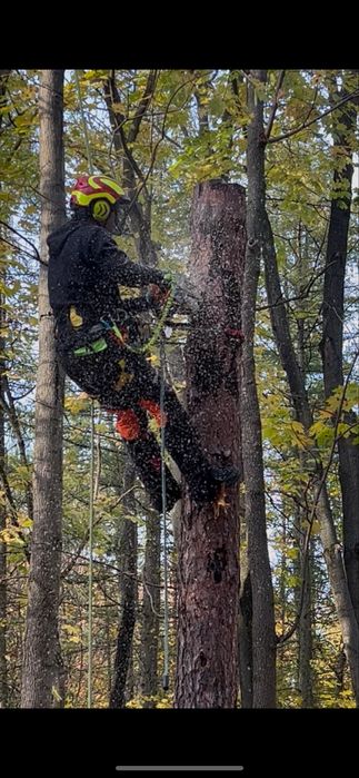 Wycinka drzew Włocławek, Toruń, Płock