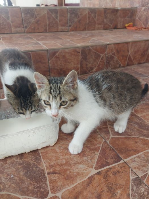 Віддам котика в хороші руки Городок
