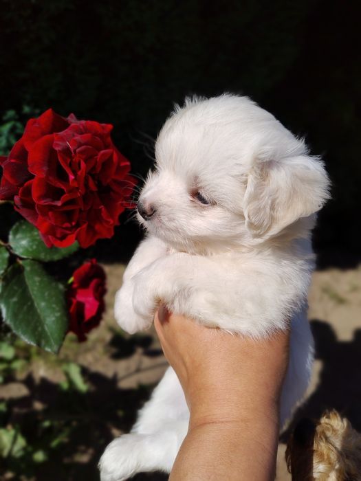 Цуценята мальтезе мальтійські болонки