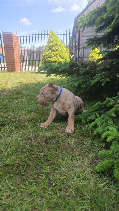 Piękny amstaff merle unikat kolor