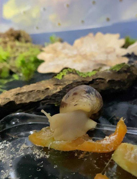 Минерально-кальциевая смесь для улиток 100 грамм