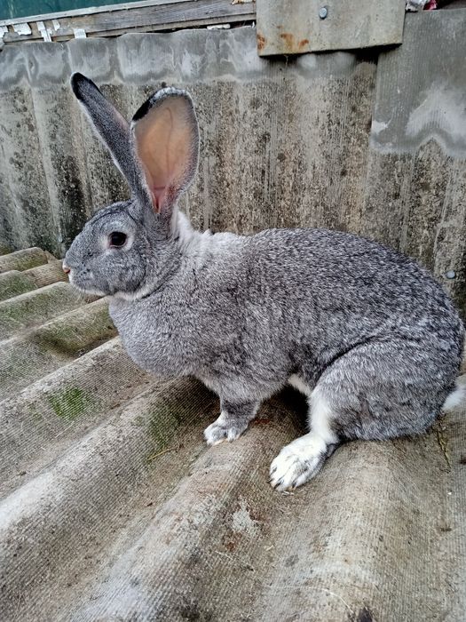 Самки і самці Шиншила