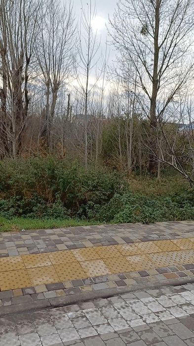 Безкоштовно віддамо дерева на дрова