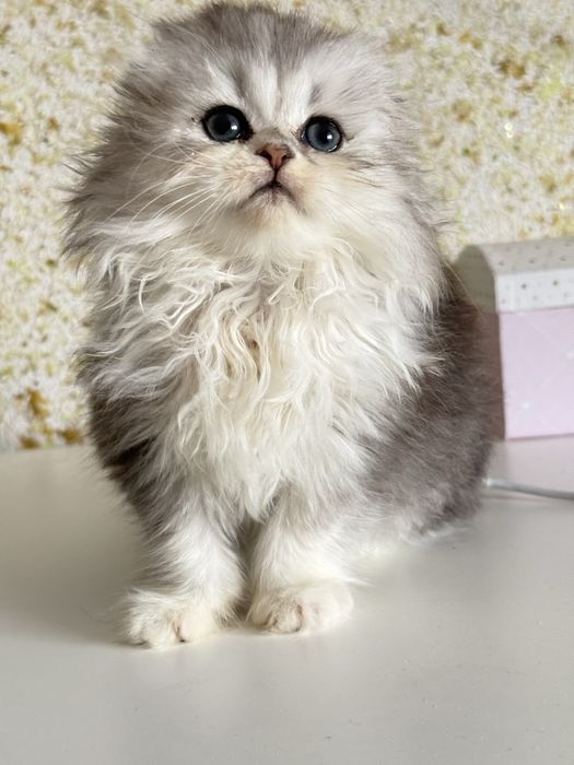 Femea scottish fold