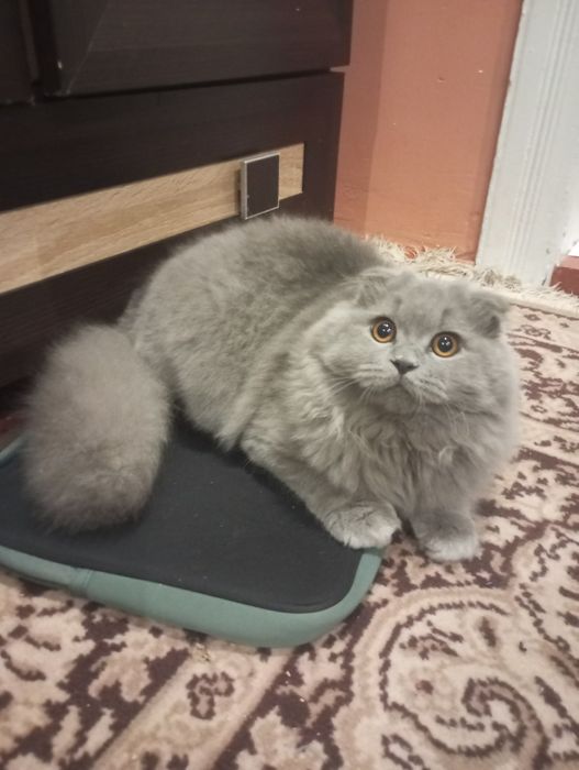 Котик для зв'язки. Тел .0983149517