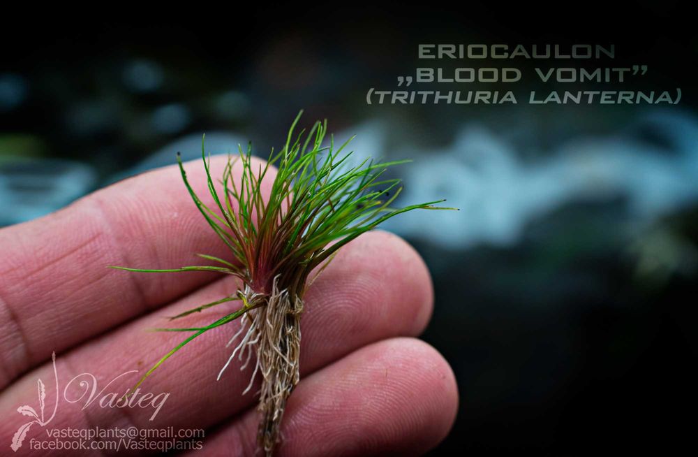 Eriocaulon Blood Vomit Thrituria Red