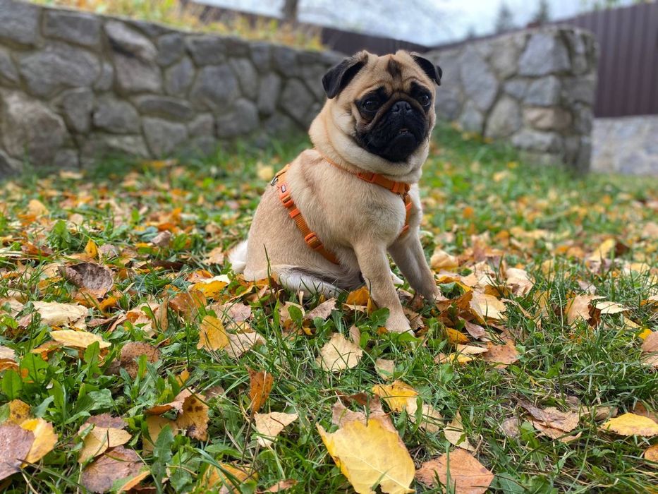 Мопс Гриша шукає дівчинку!!!