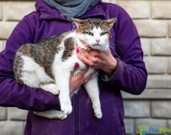 Kochaniutki kocurek GRUBCIO szuka nowego domku!