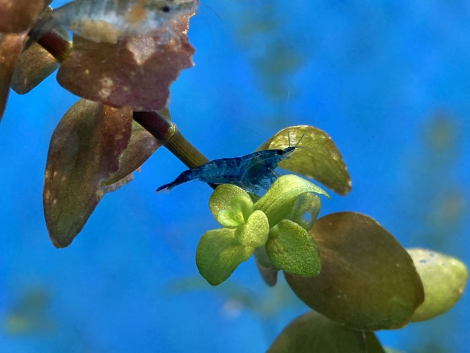 Sprzedam krewetki blues velvet