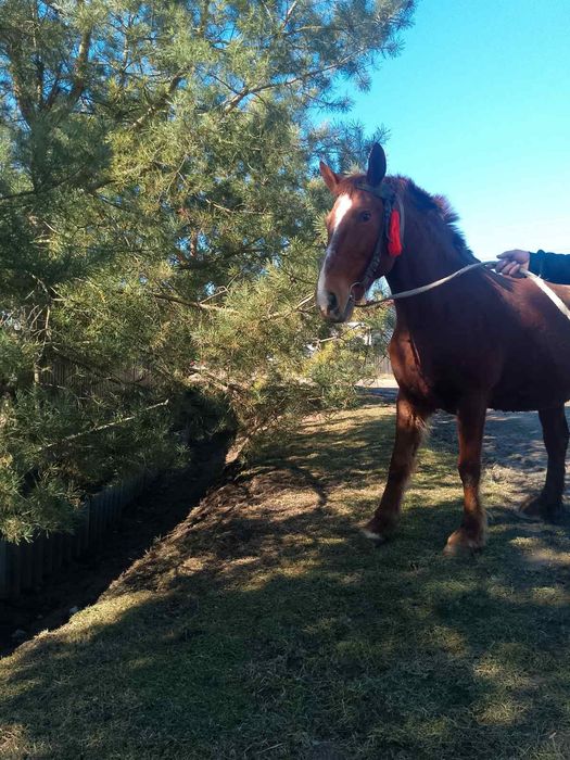 Продається кобила!