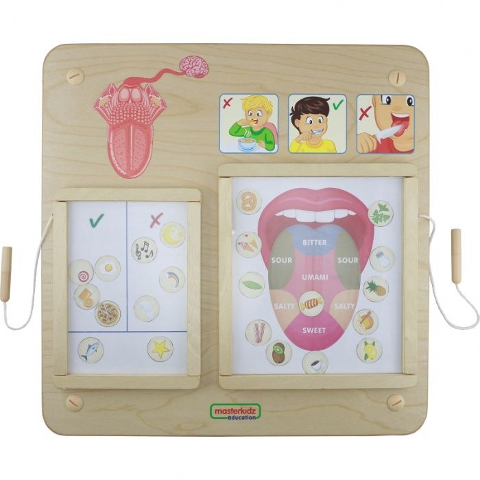 Tablica Edukacyjna zmysł wzrok słuch smak dotyk eksperymenty cykl życi
