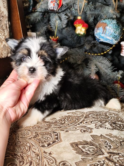 Хлопчик бівер йорк