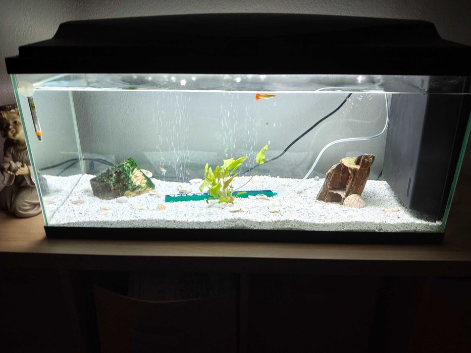 Aquário água quente 80cm
