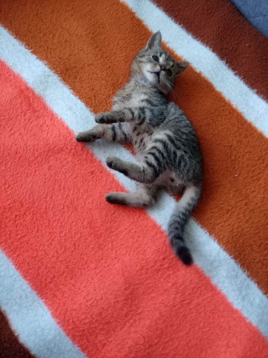 Kotek do adopcji Dyzio