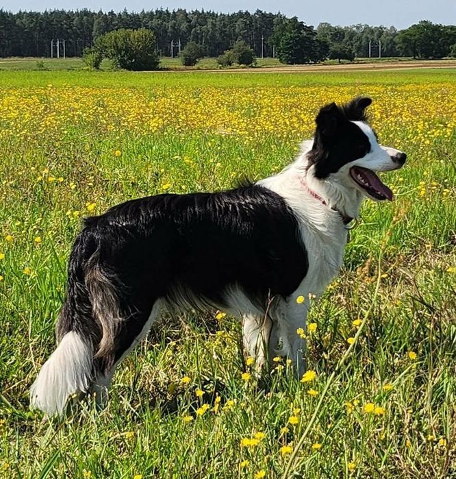 Border collie piesek