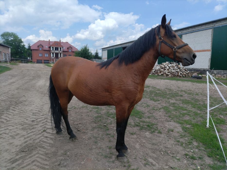 Klacz zaprzegowa 6 lat